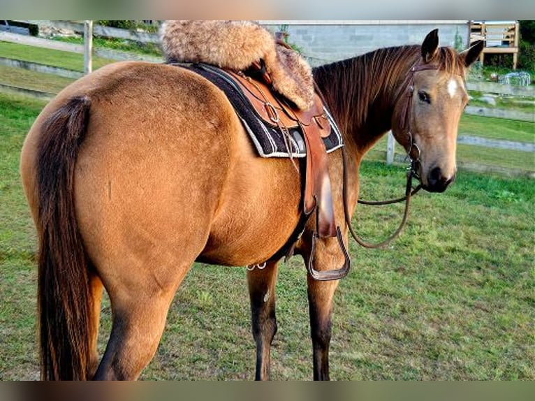 American Quarter Horse Mare 4 years 15 hh Buckskin in Pontiac