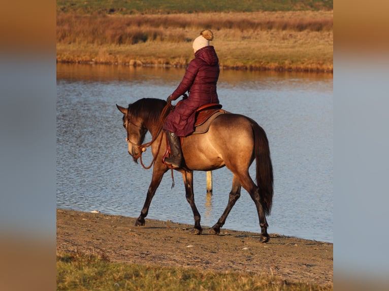 American Quarter Horse Mix Mare 4 years 15 hh Buckskin in Oberhausen