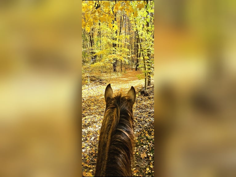 American Quarter Horse Mare 4 years 15 hh Buckskin in Pontiac American Quarter Horse Mare 4 years 15 hh Buckskin in Pontiac