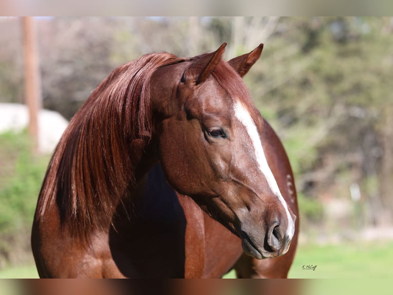 American Quarter Horse Mare 4 years 15 hh Chestnut in Ravenna