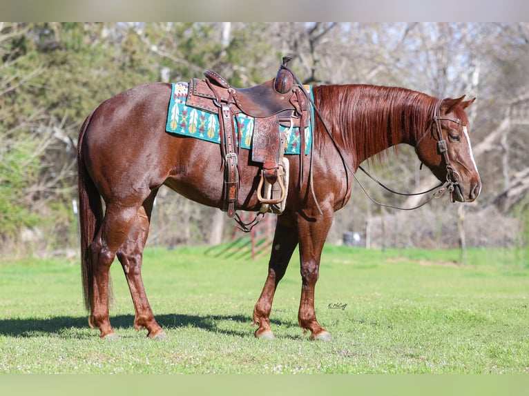 American Quarter Horse Mare 4 years 15 hh Chestnut in Ravenna