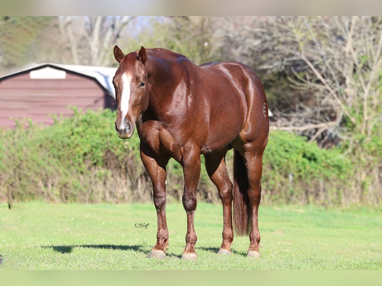 American Quarter Horse Mare 4 years 15 hh Chestnut in Ravenna