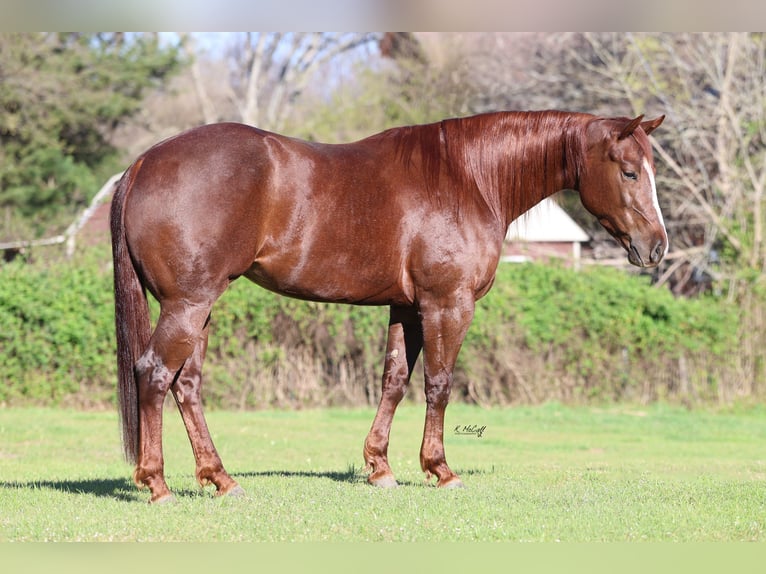 American Quarter Horse Mare 4 years 15 hh Chestnut in Ravenna