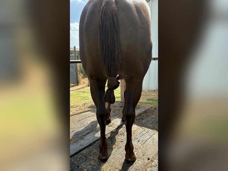 American Quarter Horse Mare 4 years 15 hh Chestnut in Ravenna