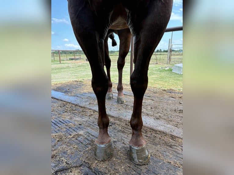 American Quarter Horse Mare 4 years 15 hh Chestnut in Ravenna