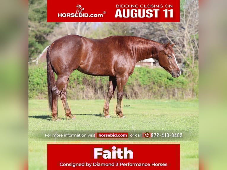 American Quarter Horse Mare 4 years 15 hh Chestnut in Ravenna