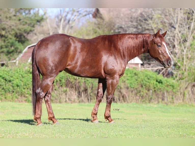 American Quarter Horse Mare 4 years 15 hh Chestnut in Ravenna