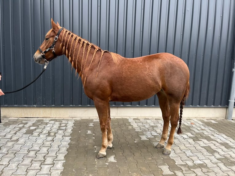 American Quarter Horse Mare 4 years 15 hh Chestnut-Red in Lamspringe