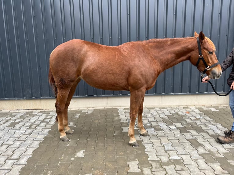 American Quarter Horse Mare 4 years 15 hh Chestnut-Red in Lamspringe