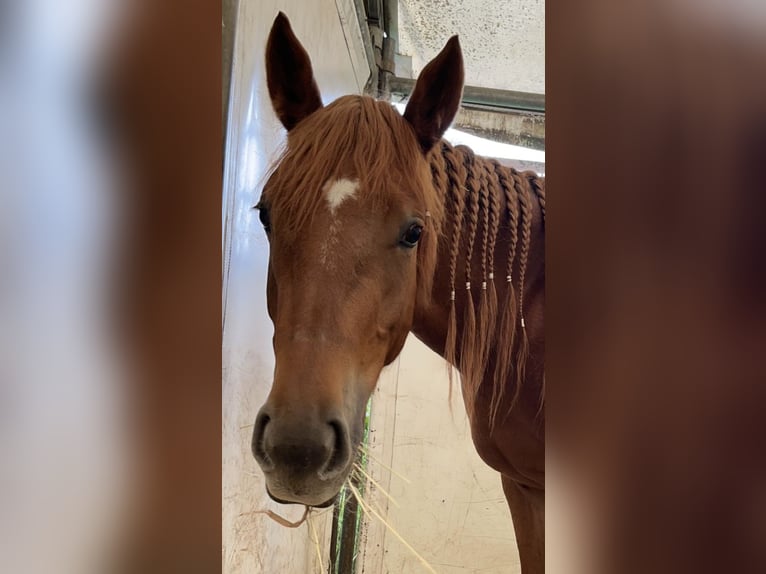 American Quarter Horse Mare 4 years 15 hh Chestnut-Red in Lamspringe