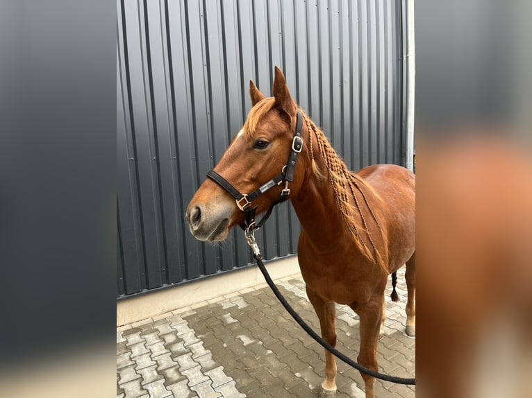 American Quarter Horse Mare 4 years 15 hh Chestnut-Red in Lamspringe