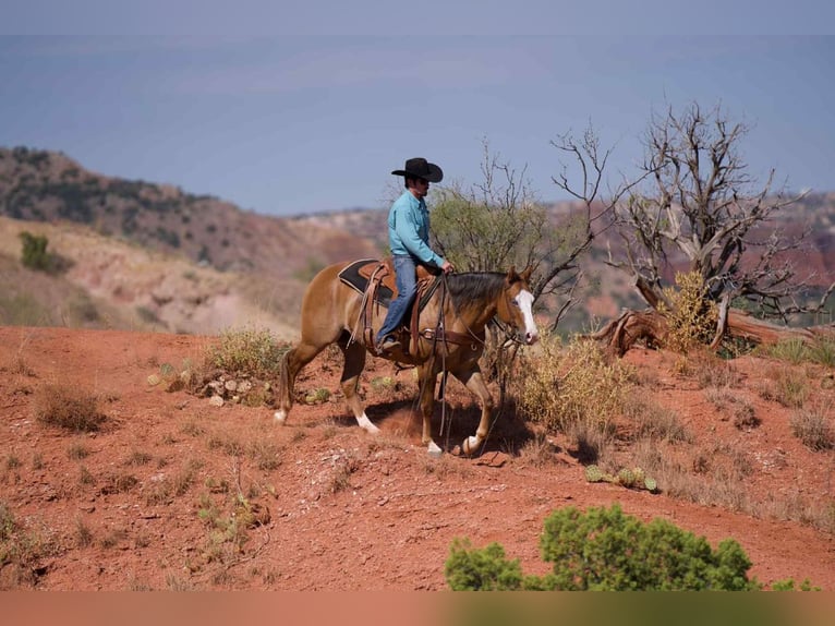 American Quarter Horse Mare 4 years 15 hh Dun in Canyon