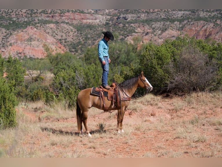 American Quarter Horse Mare 4 years 15 hh Dun in Canyon