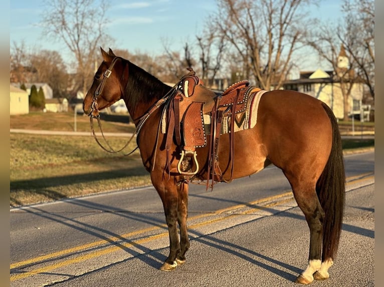 American Quarter Horse Mare 4 years 15 hh Dun in Zearing