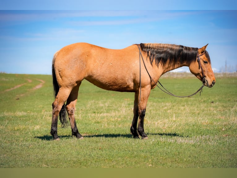 American Quarter Horse Mare 4 years 15 hh Dun in Saint Anthony