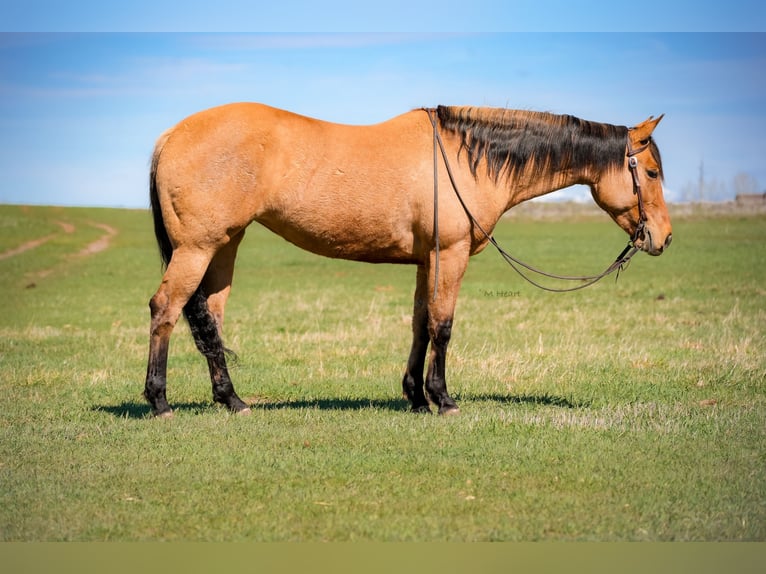 American Quarter Horse Mare 4 years 15 hh Dun in Saint Anthony
