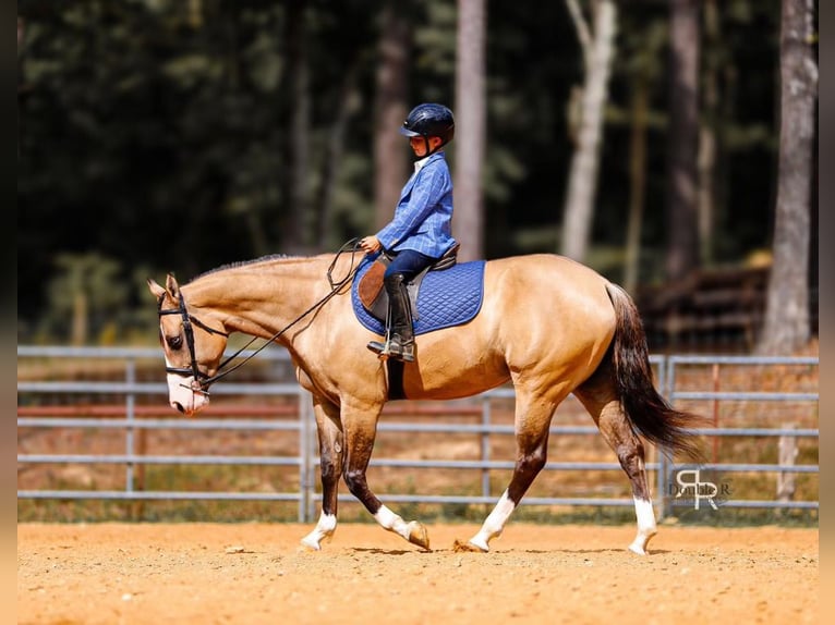 American Quarter Horse Mare 4 years 15 hh Dun in Lyles, TN
