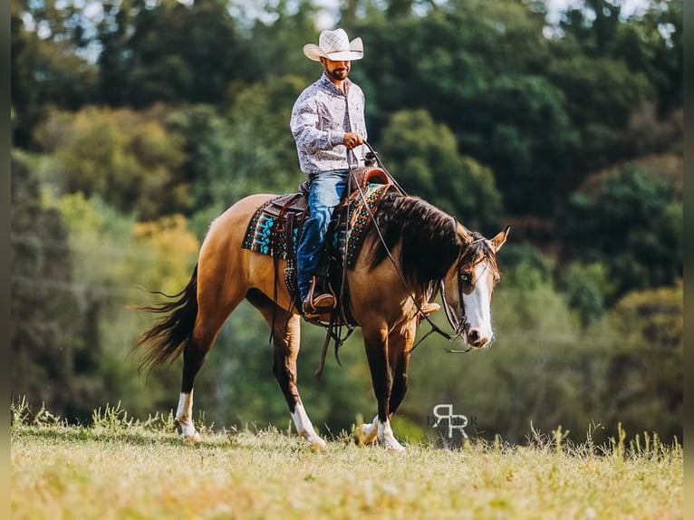 American Quarter Horse Mare 4 years 15 hh Dun in Lyles, TN