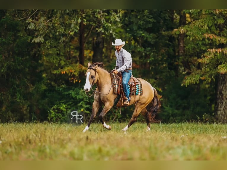 American Quarter Horse Mare 4 years 15 hh Dun in Lyles, TN