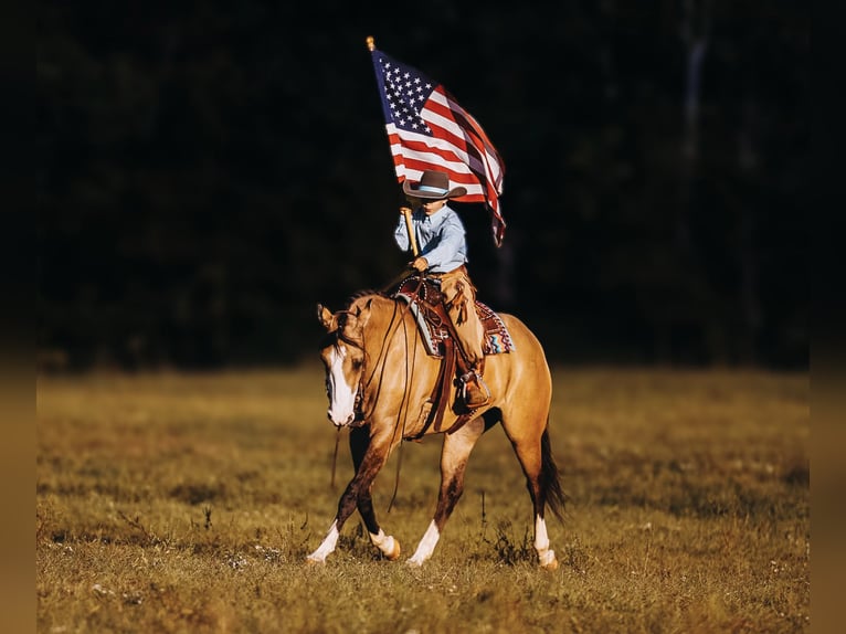 American Quarter Horse Mare 4 years 15 hh Dun in Lyles, TN