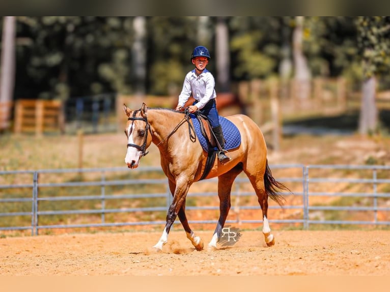 American Quarter Horse Mare 4 years 15 hh Dun in Lyles, TN