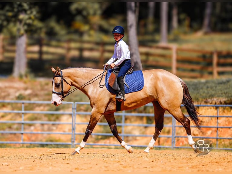 American Quarter Horse Mare 4 years 15 hh Dun in Lyles, TN