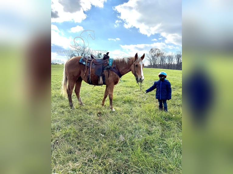 American Quarter Horse Mare 4 years 15 hh Palomino in Lawrenceburg, KY