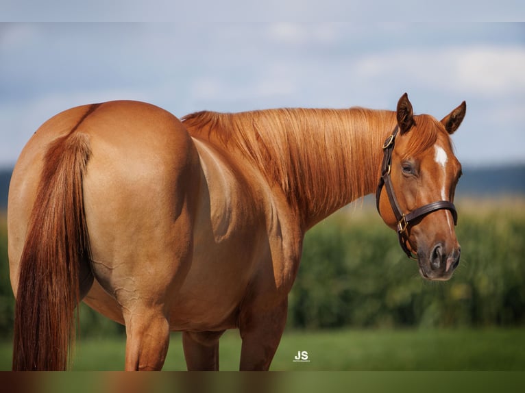 American Quarter Horse Mare 4 years 15 hh Red Dun in Amerang