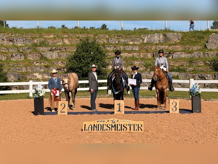 American Quarter Horse Mare 4 years 15 hh Red Dun in Amerang