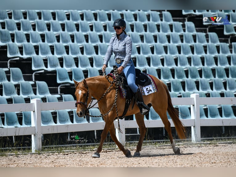 American Quarter Horse Mare 4 years 15 hh Red Dun in Amerang