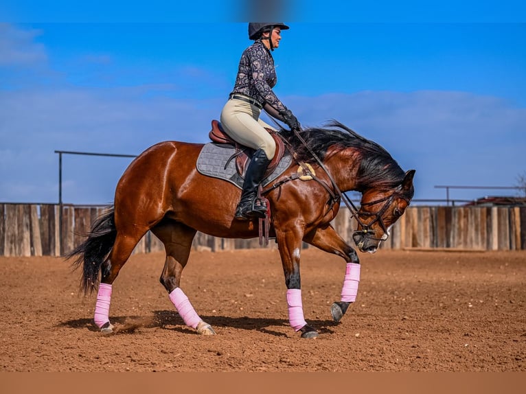 American Quarter Horse Mare 4 years 15 hh in Waco, TX