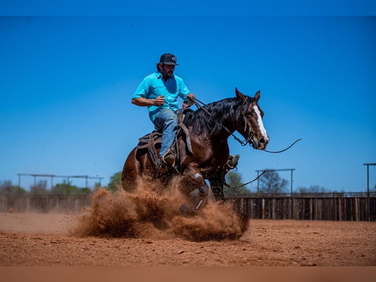 American Quarter Horse Mare 4 years 15 hh in Waco, TX