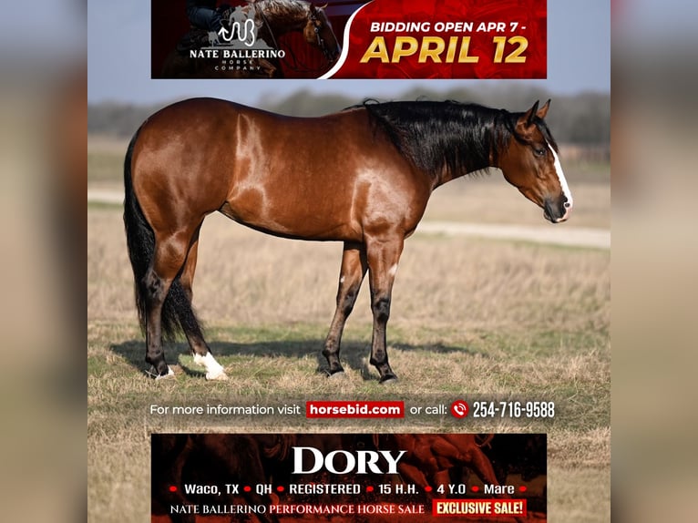 American Quarter Horse Mare 4 years 15 hh in Waco, TX