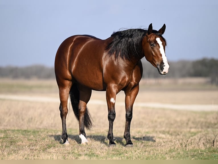 American Quarter Horse Mare 4 years 15 hh in Waco, TX