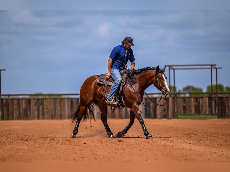 American Quarter Horse Mare 4 years 15 hh in Waco, TX