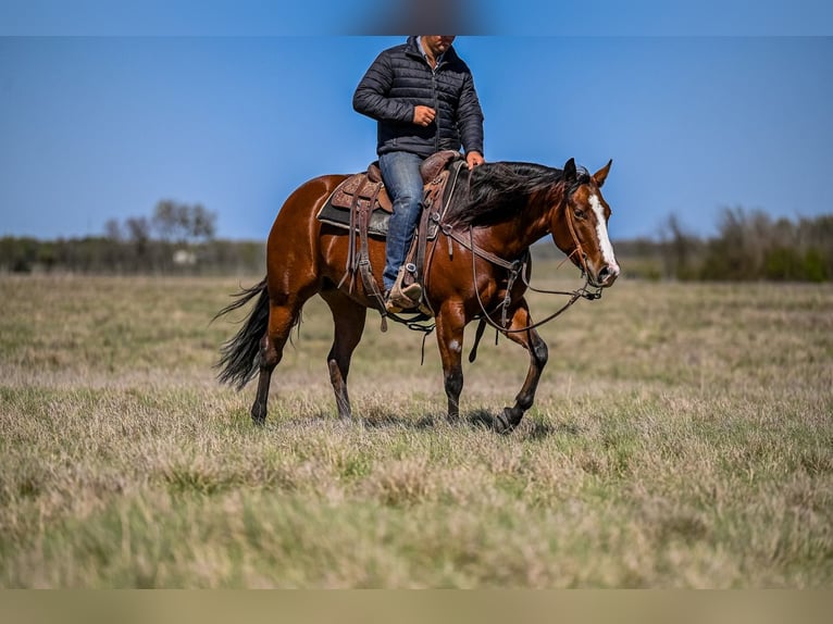 American Quarter Horse Mare 4 years 15 hh in Waco, TX