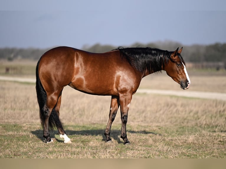 American Quarter Horse Mare 4 years 15 hh in Waco, TX