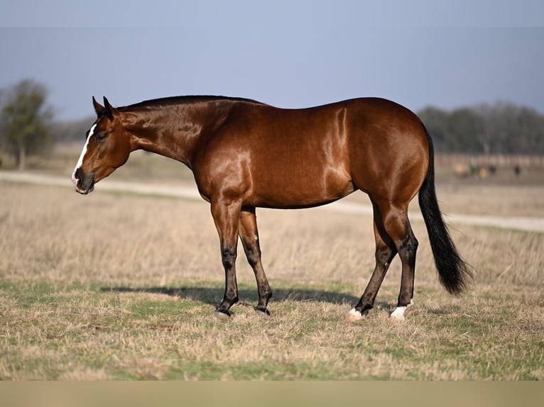 American Quarter Horse Mare 4 years 15 hh in Waco, TX