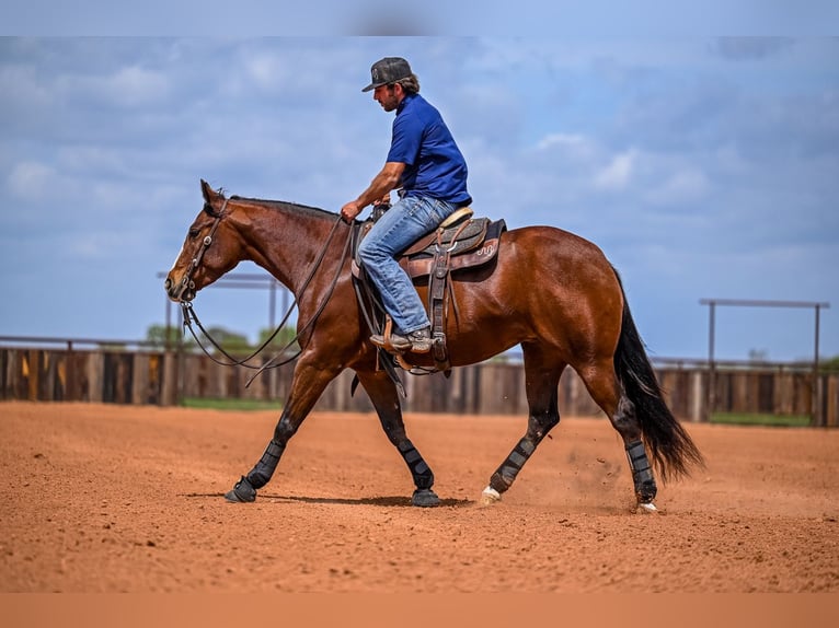 American Quarter Horse Mare 4 years 15 hh in Waco, TX