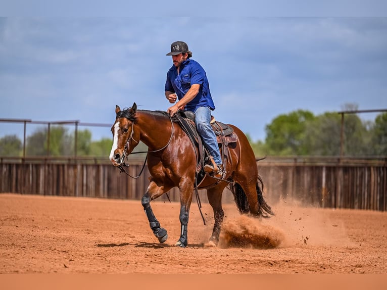 American Quarter Horse Mare 4 years 15 hh in Waco, TX