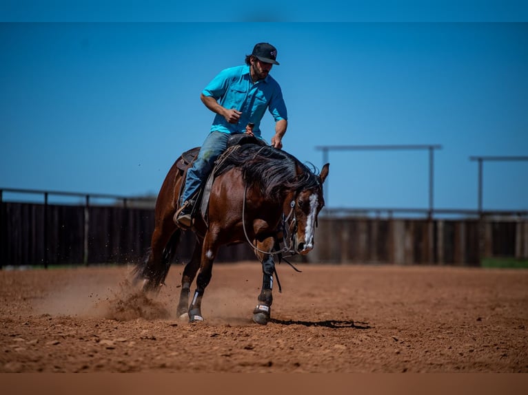 American Quarter Horse Mare 4 years 15 hh in Waco, TX