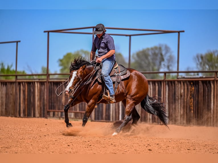 American Quarter Horse Mare 4 years 15 hh in Waco, TX