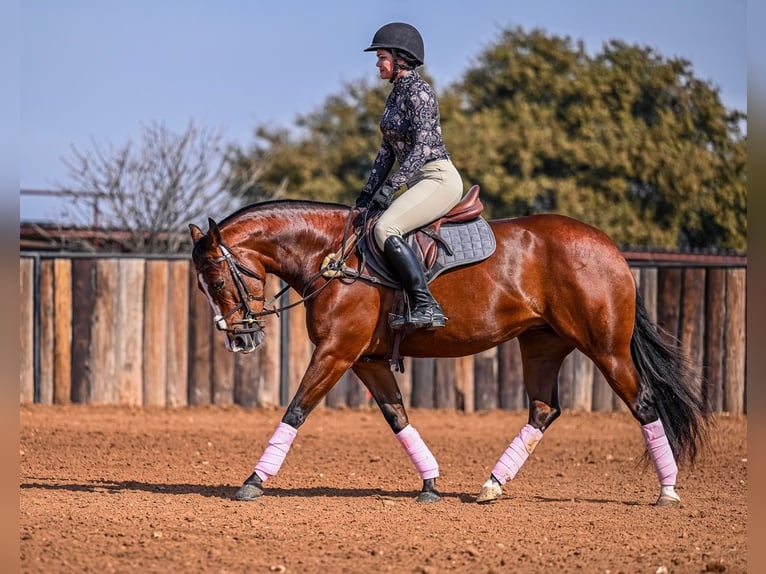 American Quarter Horse Mare 4 years 15 hh in Waco, TX