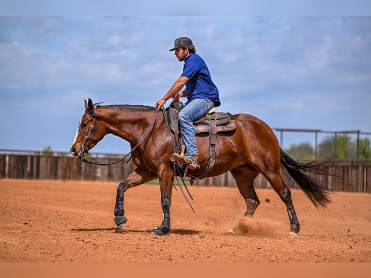 American Quarter Horse Mare 4 years 15 hh in Waco, TX