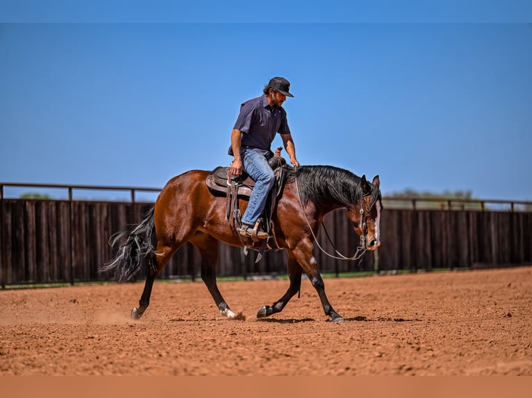 American Quarter Horse Mare 4 years 15 hh in Waco, TX