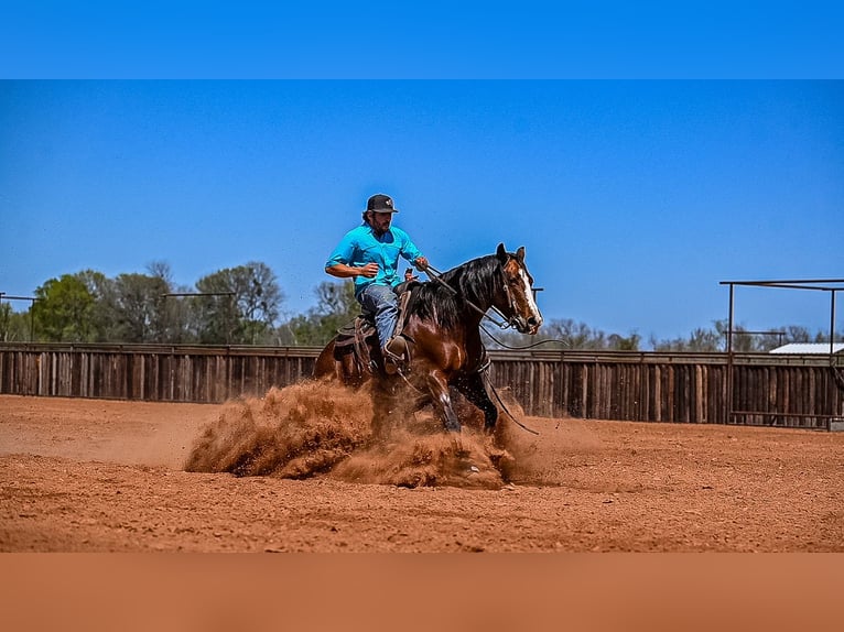 American Quarter Horse Mare 4 years 15 hh in Waco, TX