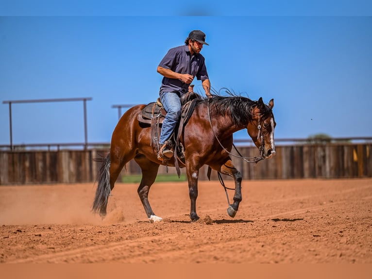 American Quarter Horse Mare 4 years 15 hh in Waco, TX