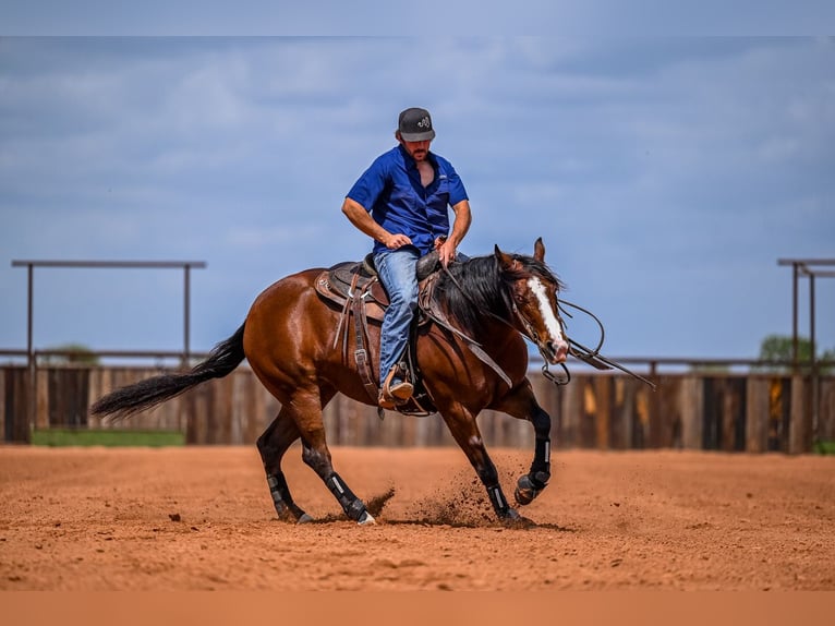American Quarter Horse Mare 4 years 15 hh in Waco, TX