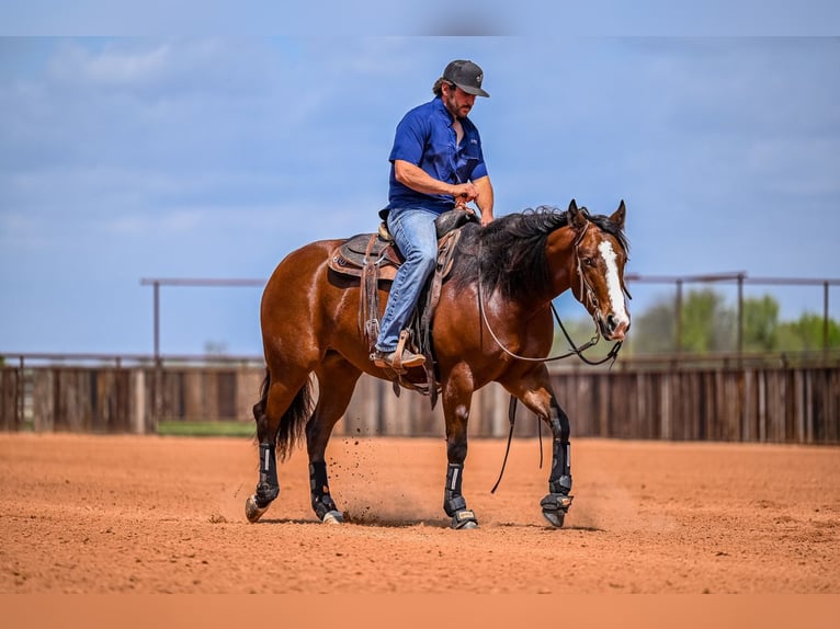 American Quarter Horse Mare 4 years 15 hh in Waco, TX
