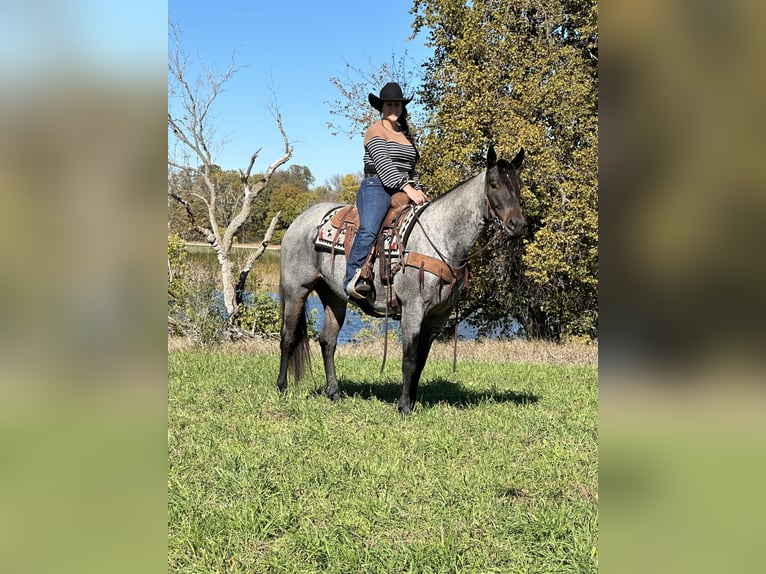 American Quarter Horse Mare 4 years 15 hh Roan-Bay in Fergus Falls, MN
